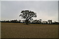 Tree in field