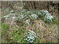 Snowdrops on the lane verge near Green Lane