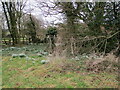 Snowdrops, Greetham churchyard