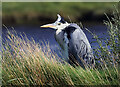 A grey heron by the River Tweed