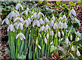 Colony of Snowdrops