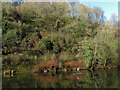 Stand-up paddling on the Taff at Radyr