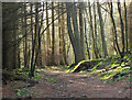 NT2340 : Path in South Park Wood by Jim Barton