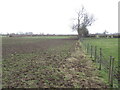 Poached field near Maesbury