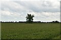 TL3143 : Barley field by N Chadwick