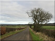 NT5873 : Long straight road, Whittingehame by Richard Webb