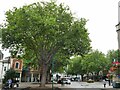 Trees in Banbury Marketplace