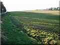 Field beside Station Road