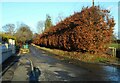 Beech hedge