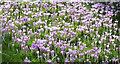 Crocuses, Charlbury churchyard