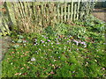 Crocuses and snowdrops