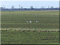 TL4571 : Whooper Swans by the Great Ouse by Hugh Venables