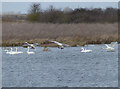 TL4669 : Whooper Swans on Smithey Fen flood by Hugh Venables