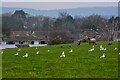 Yatton : Grassy Field