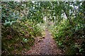 ST4564 : Congresbury : Woodland Path by Lewis Clarke