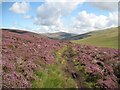 NY2929 : Purple Heather in the Caldew Valley by Adrian Taylor