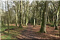 Path in Great Wood