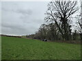 SJ5504 : Walking group near Cound at Snowdrop time by Jeremy Bolwell