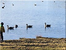 SS6441 : Geese on Wistlandpound Reservoir by Noah Drury