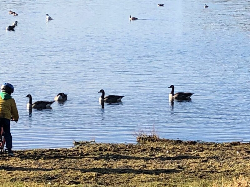 Geese on Wistlandpound Reservoir © Noah Drury cc-by-sa/2.0 :: Geograph ...