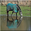 A horse reflection at Riddell