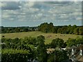 Cows on Mill Common, Chipping Norton