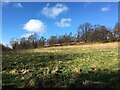 Field near Tullibody