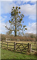 SU4073 : Mistletoe on a Tall Tree by Des Blenkinsopp