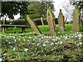 SJ4050 : The promise of spring in Isycoed churchyard by Mike Parker