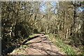 TQ6532 : Sussex Border Path, Bewl Water Woods by N Chadwick
