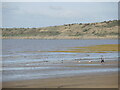 Letting the dogs run the beach