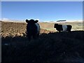 NT9105 : Belted Galloway cattle and snowy Cheviots by Leanmeanmo