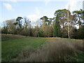 Field and trees by the church at Maplebeck