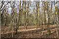 SU7261 : Silver Birch Forest, Heckfield Heath by Des Blenkinsopp