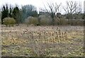 Teasels in Water Lane, Ospringe