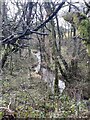 A glimpse of Nant Brynich through woodland