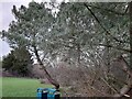 Conifer in Woodfield Park, West Hendon