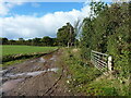 A muddy bridleway