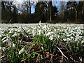 Carpet of snow