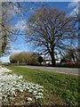 Snowdrops by the A153