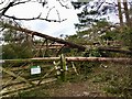 NT9204 : Storm Arwen demolition of woods boundary by Leanmeanmo