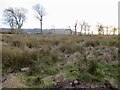 Felled area, Muir Wood