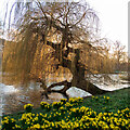 TQ2979 : Willow and Daffodils, St James's Park by Roger Jones