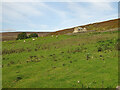 Rough pastures below Shittlehopeside