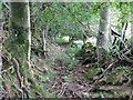 Sunken path near Shittlehopeside Farm