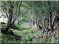 Sunken path near Shittlehopeside Farm (3)