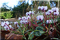 Miniature Cyclamen