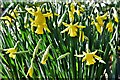 Middleton, The Manor House Open Day: Early flowering daffodils