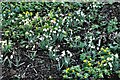 Middleton, The Manor House Open Day: Snowdrops and Winter Aconite