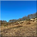 Woolbeding Common - the western slopes of Telegraph Hill